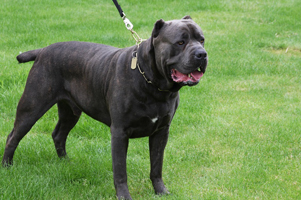 cane corso old world sheriff